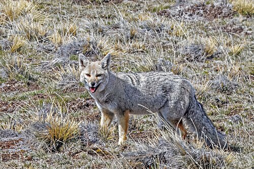 South American gray fox